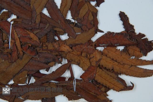 黑桫蕨藏品圖，第4張