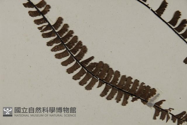 Accession Number:P007381 Collection Image, Figure 4, Total 5 Figures