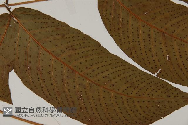 南投三叉蕨藏品圖，第4張