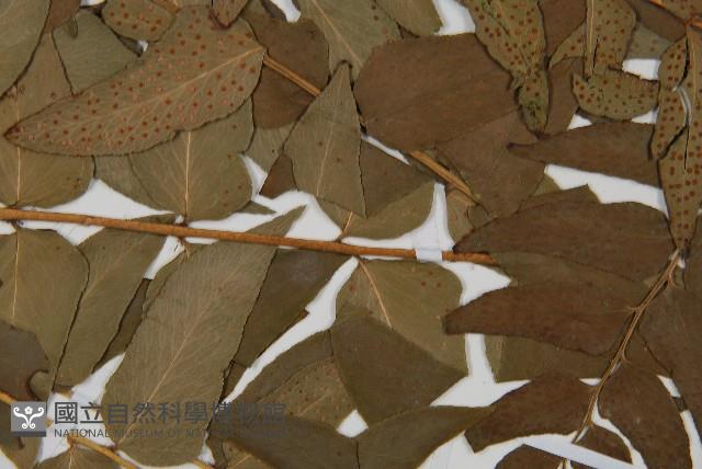 貫眾蕨藏品圖，第4張