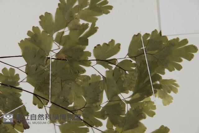 登錄號:P005681藏品圖，第7張