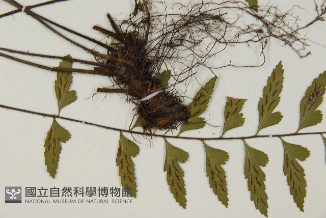 大蓬萊鐵角蕨藏品圖，第4張