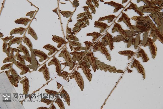 倉田氏蹄蓋蕨藏品圖，第4張