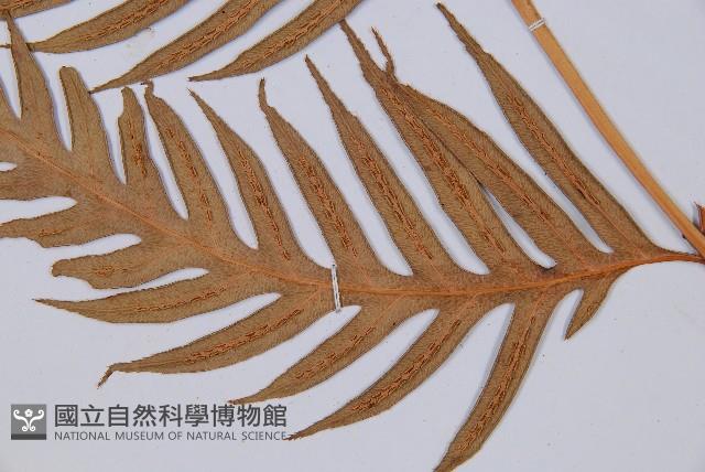 臺灣狗脊蕨藏品圖，第3張