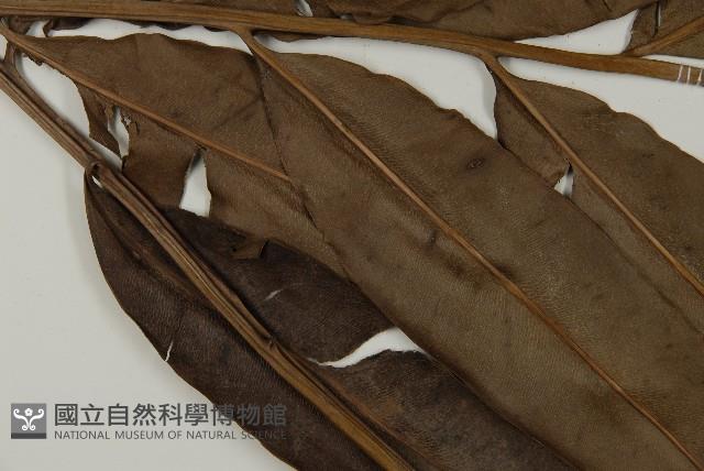 鹵蕨藏品圖，第4張