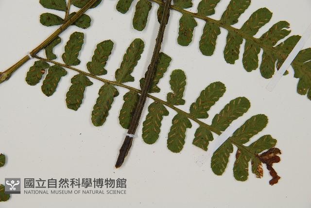 翅柄雙蓋蕨藏品圖，第4張