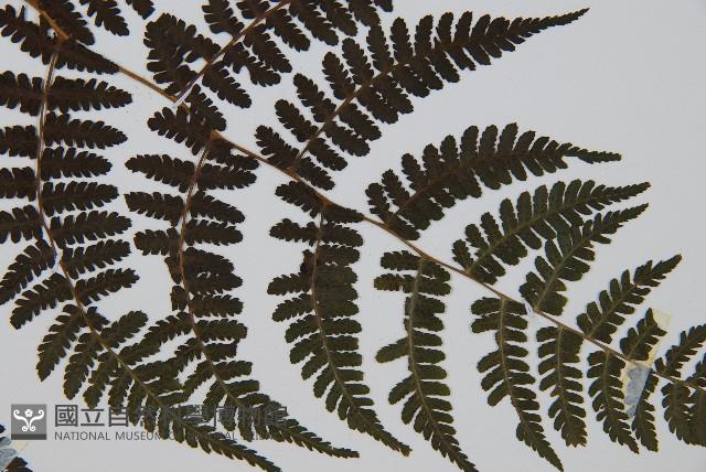 大葉貞蕨藏品圖，第4張
