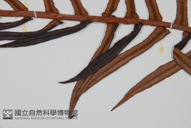 蘇鐵蕨藏品圖，第4張