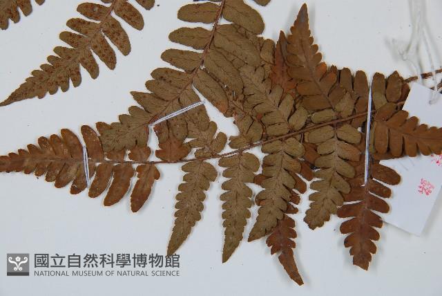 Accession Number:P005925 Collection Image, Figure 4, Total 5 Figures