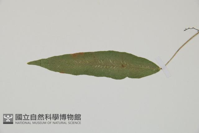 Accession Number:P007925 Collection Image, Figure 4, Total 5 Figures