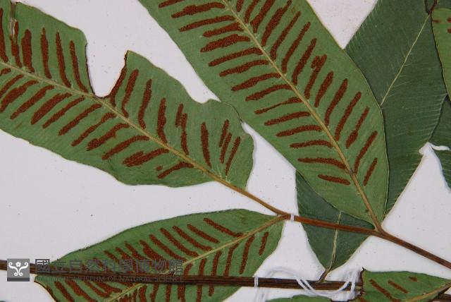 厚葉雙蓋蕨藏品圖，第7張