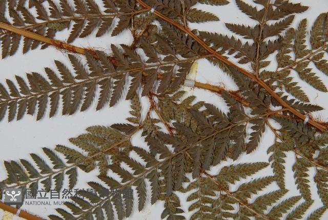 細葉複葉耳蕨藏品圖，第4張