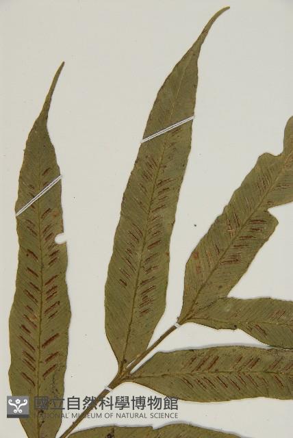 南海鐵角蕨藏品圖，第4張