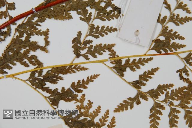 光葉碗蕨藏品圖，第4張