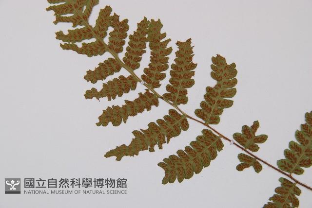 毛軸假蹄蓋蕨藏品圖，第3張