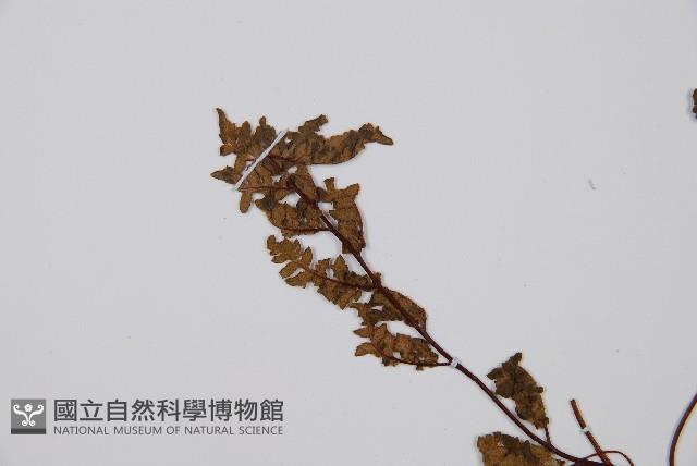 隱囊蕨藏品圖，第4張