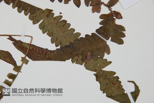 登錄號:P010525藏品圖，第7張