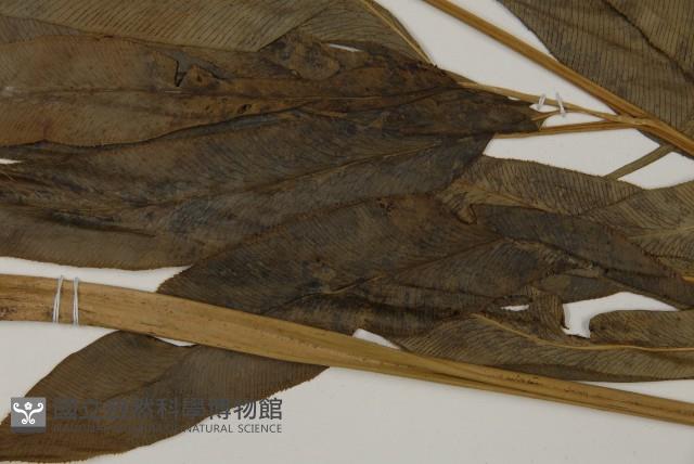 日本鳳丫蕨藏品圖，第4張