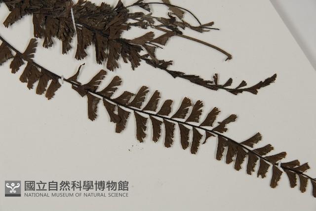 鞭葉鐵線蕨藏品圖，第4張