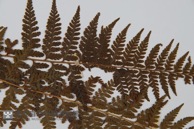 司氏碗蕨藏品圖，第4張