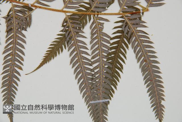 臺灣金狗毛蕨藏品圖，第3張