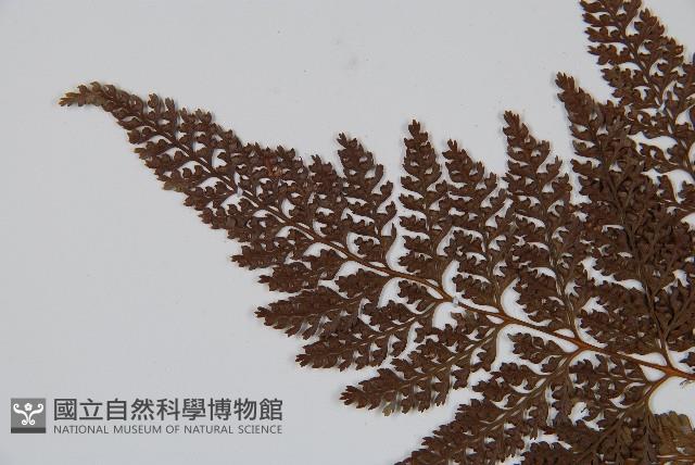 杯狀蓋陰石蕨藏品圖，第4張