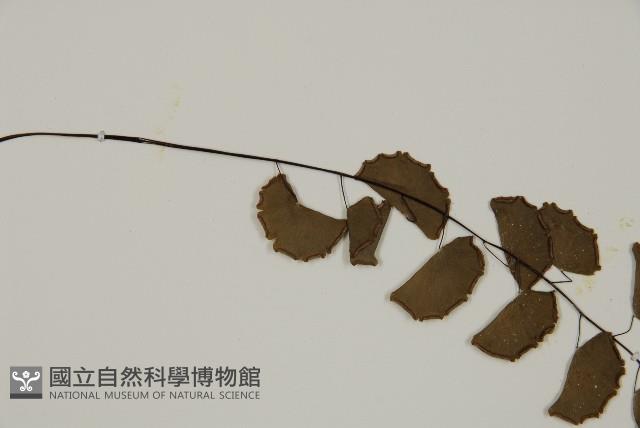 Philippine maidenhair Collection Image, Figure 4, Total 4 Figures