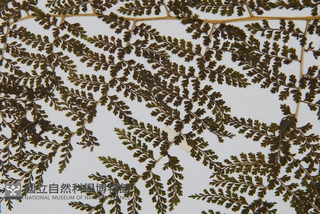 稀子蕨藏品圖，第4張