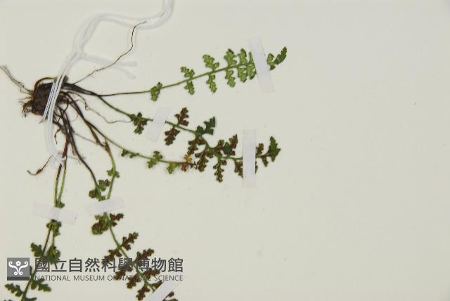 縮羽鐵角蕨藏品圖，第4張