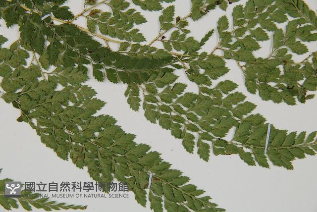 臺灣兩面複葉耳蕨藏品圖，第3張