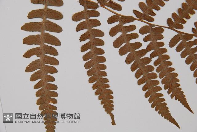 Accession Number:P002425 Collection Image, Figure 4, Total 5 Figures