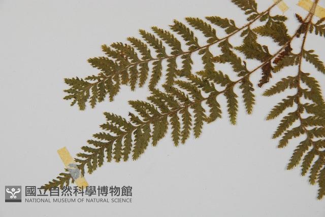 細毛碗蕨藏品圖，第4張