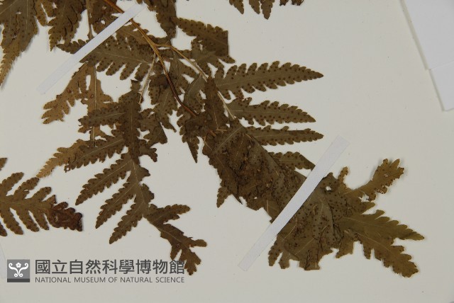 毛葉軸脈蕨藏品圖，第4張