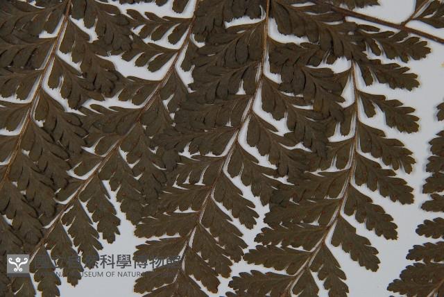 臺灣鱗蓋蕨藏品圖，第4張