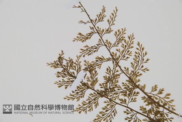 薄葉鐵角蕨藏品圖，第4張