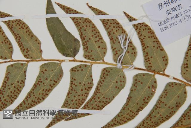 貫眾蕨藏品圖，第4張