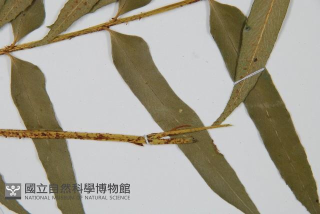 狹葉貫眾蕨藏品圖，第4張