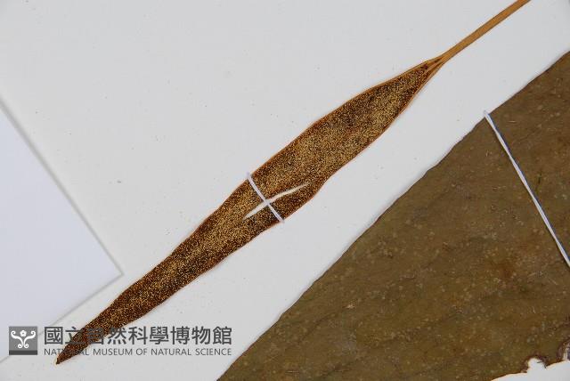 燕尾蕨藏品圖，第7張