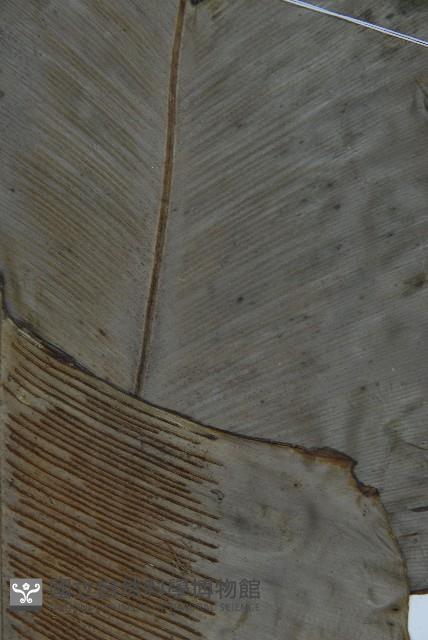 臺灣山蘇花藏品圖，第4張