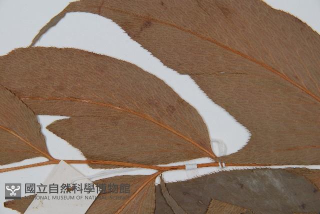 細齒貫眾蕨藏品圖，第4張