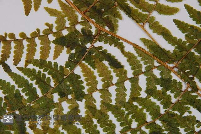 熱帶鱗蓋蕨藏品圖，第4張