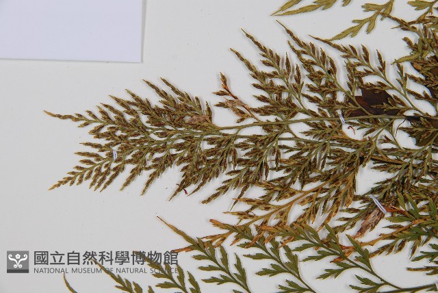 威氏鐵角蕨藏品圖，第4張
