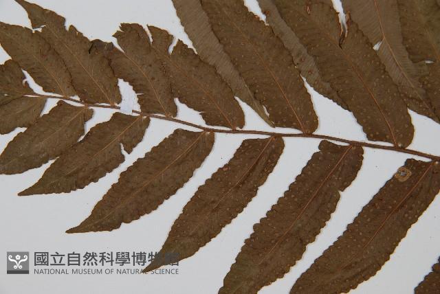 圓齒擬貫眾藏品圖，第4張