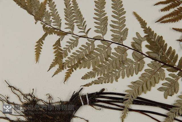 粉葉蕨藏品圖，第4張