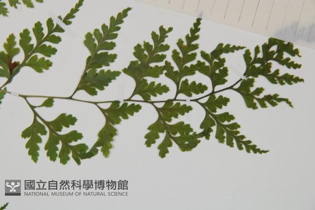 溪洞碗蕨藏品圖，第4張