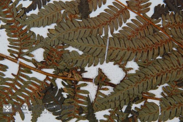 臺灣桫欏藏品圖，第4張