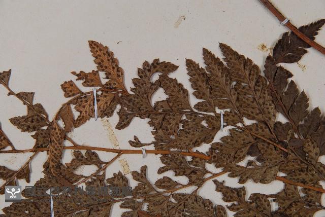 細葉複葉耳蕨藏品圖，第4張