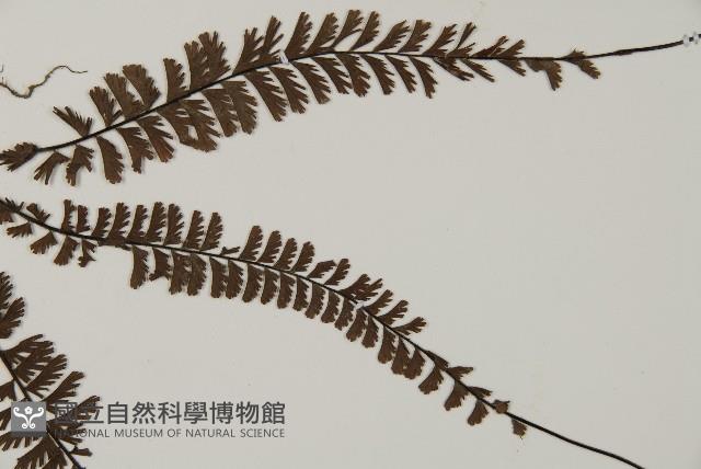 鞭葉鐵線蕨藏品圖，第4張