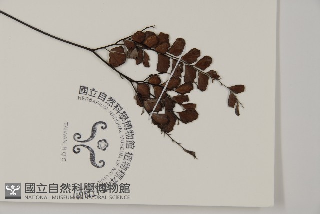 扇葉鐵線蕨藏品圖，第3張