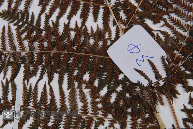 Accession Number:P004005 Collection Image, Figure 4, Total 5 Figures